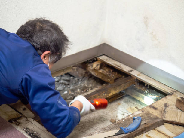 Best Industrial Mold Remediation in Prospect Heights, IL