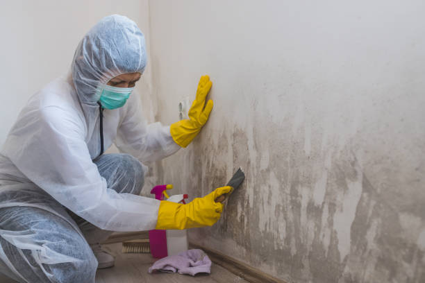 Best Basement Mold Remediation in Prospect Heights, IL