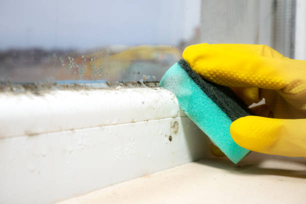 Best Attic Mold Remediation in Prospect Heights, IL