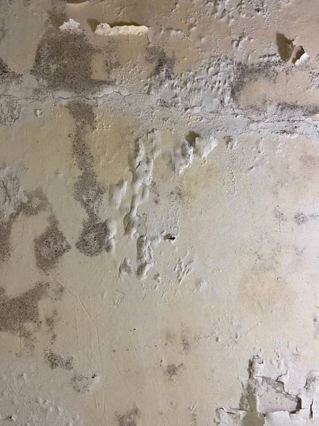 Best Commercial Mold Remediation in Prospect Heights, IL