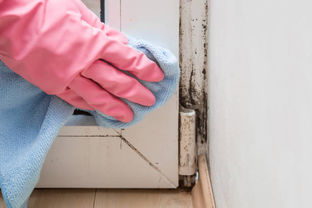 Best Emergency Mold Remediation in Prospect Heights, IL