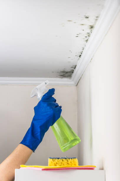 Best Residential Mold Remediation in Prospect Heights, IL